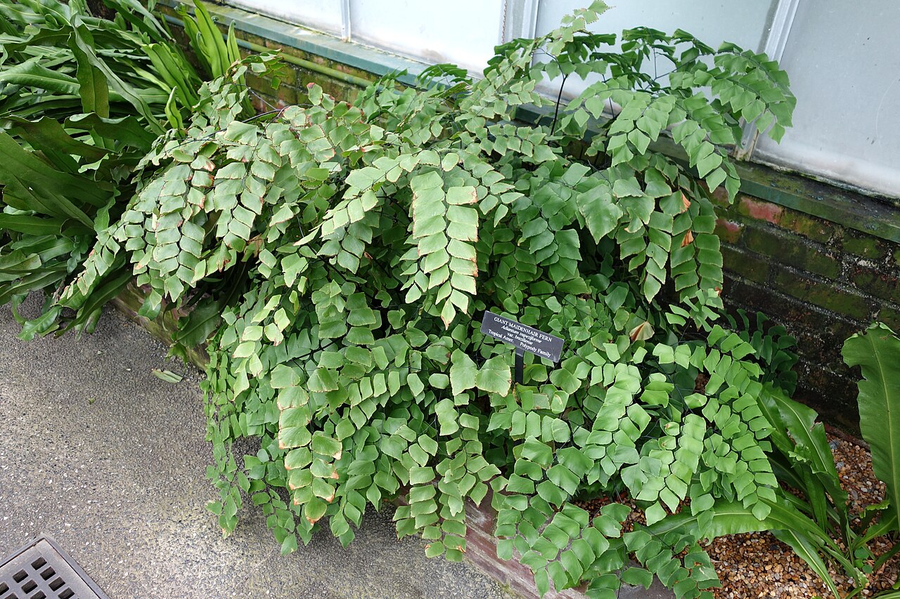 Diamond maidenhair: Botanical specimen in Longwood Gardens, 1001 Longwood Rd, Kennett Square, Pennsylvania, USA.