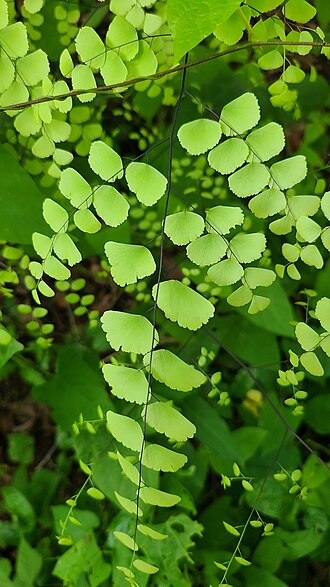 Fuzzy maidenhair: Hairy maidenhair fern ( Adiantum tricholepis ) in Mexico