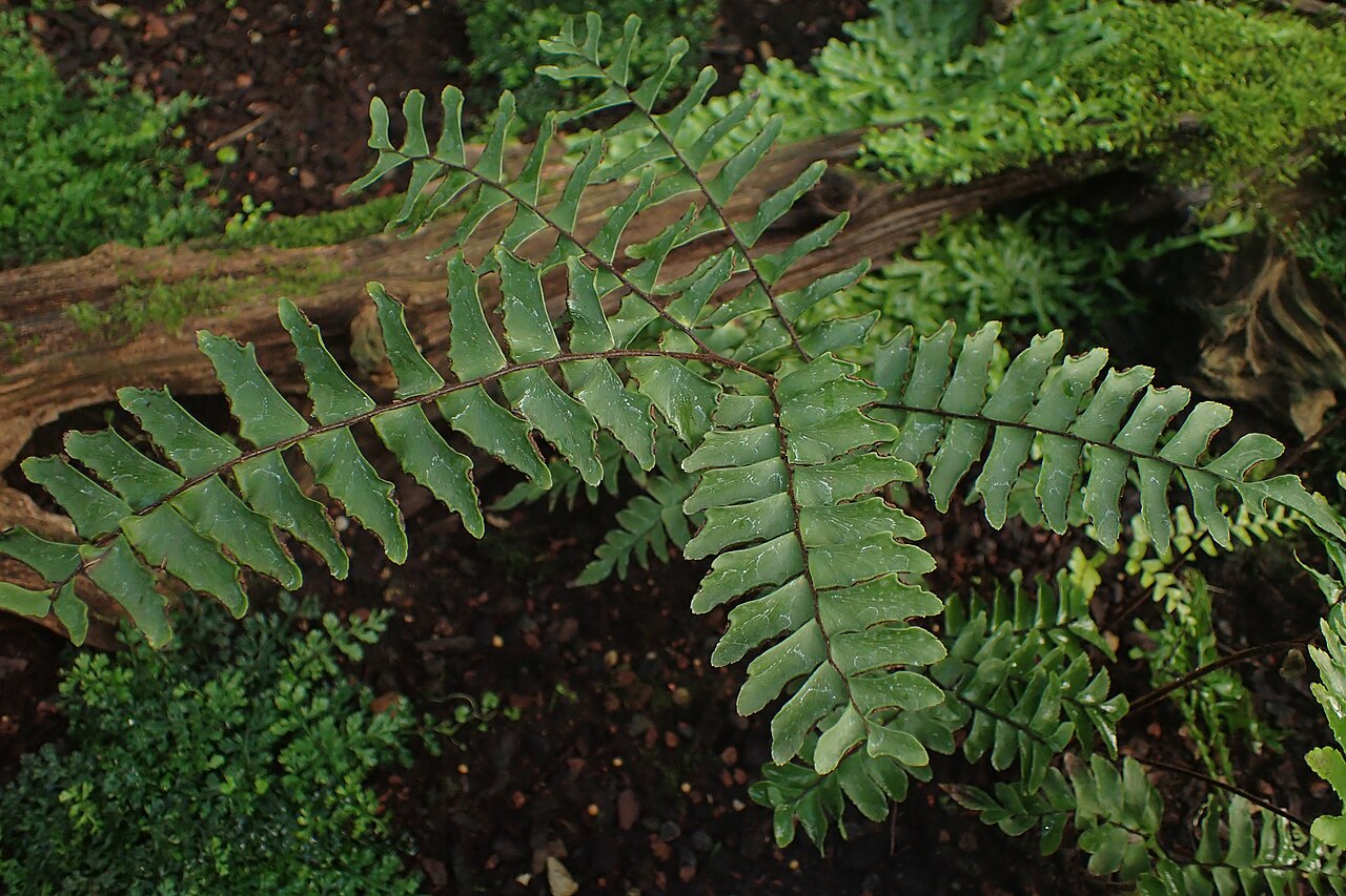 Woolly maidenhair: Adiantum villosum in the Botanischer Garten, Berlin-Dahlem