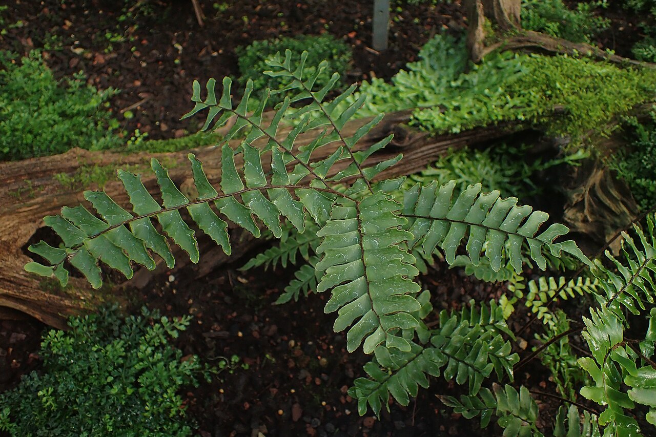 Woolly maidenhair: Adiantum villosum in the Botanischer Garten, Berlin-Dahlem