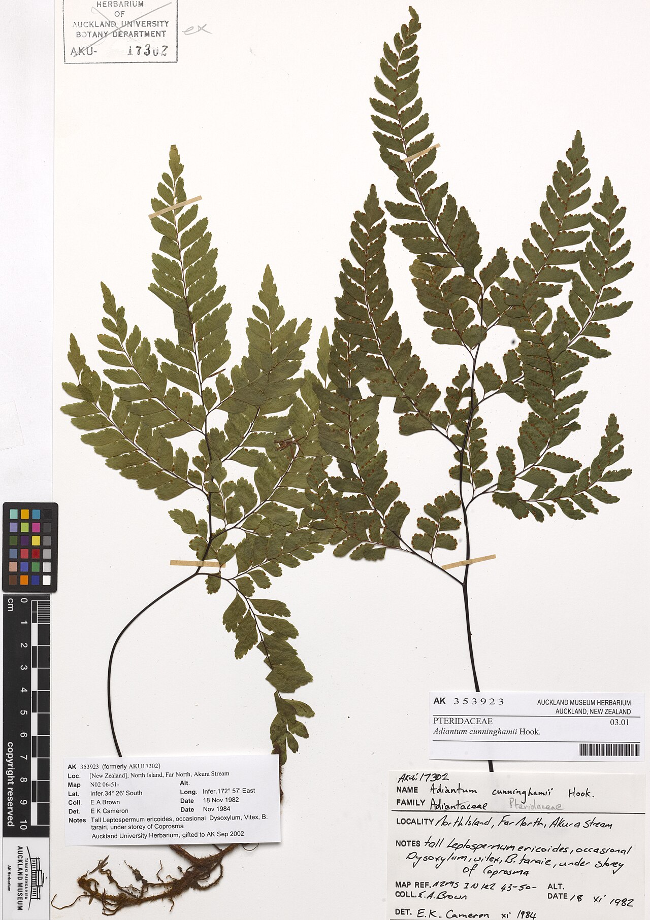 Adiantum viridescens (Adiantum viridescens)