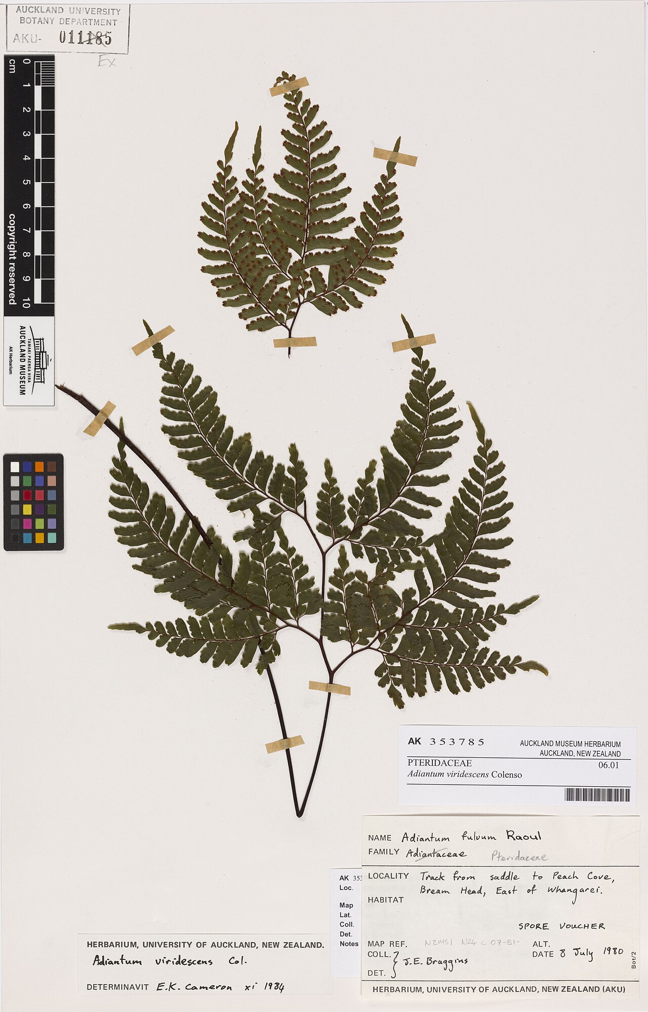 Adiantum viridescens (Adiantum viridescens)