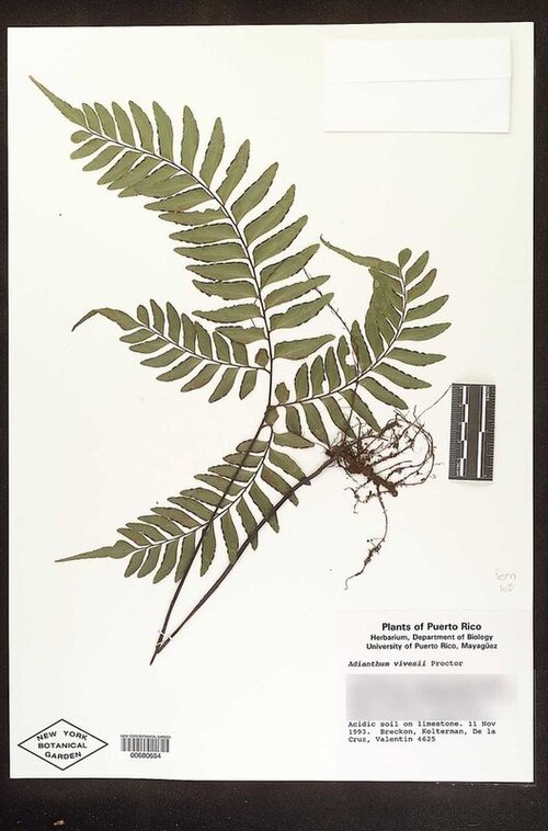 Puerto Rico maidenhair: An Adiantum vivesii fern