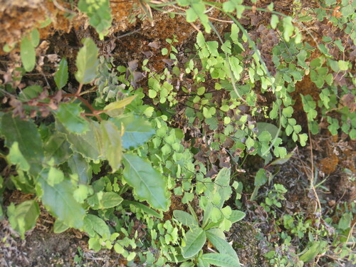 Adiantum wattii (Adiantum wattii)