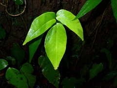 Wilson's maidenhair (Adiantum wilsonii)