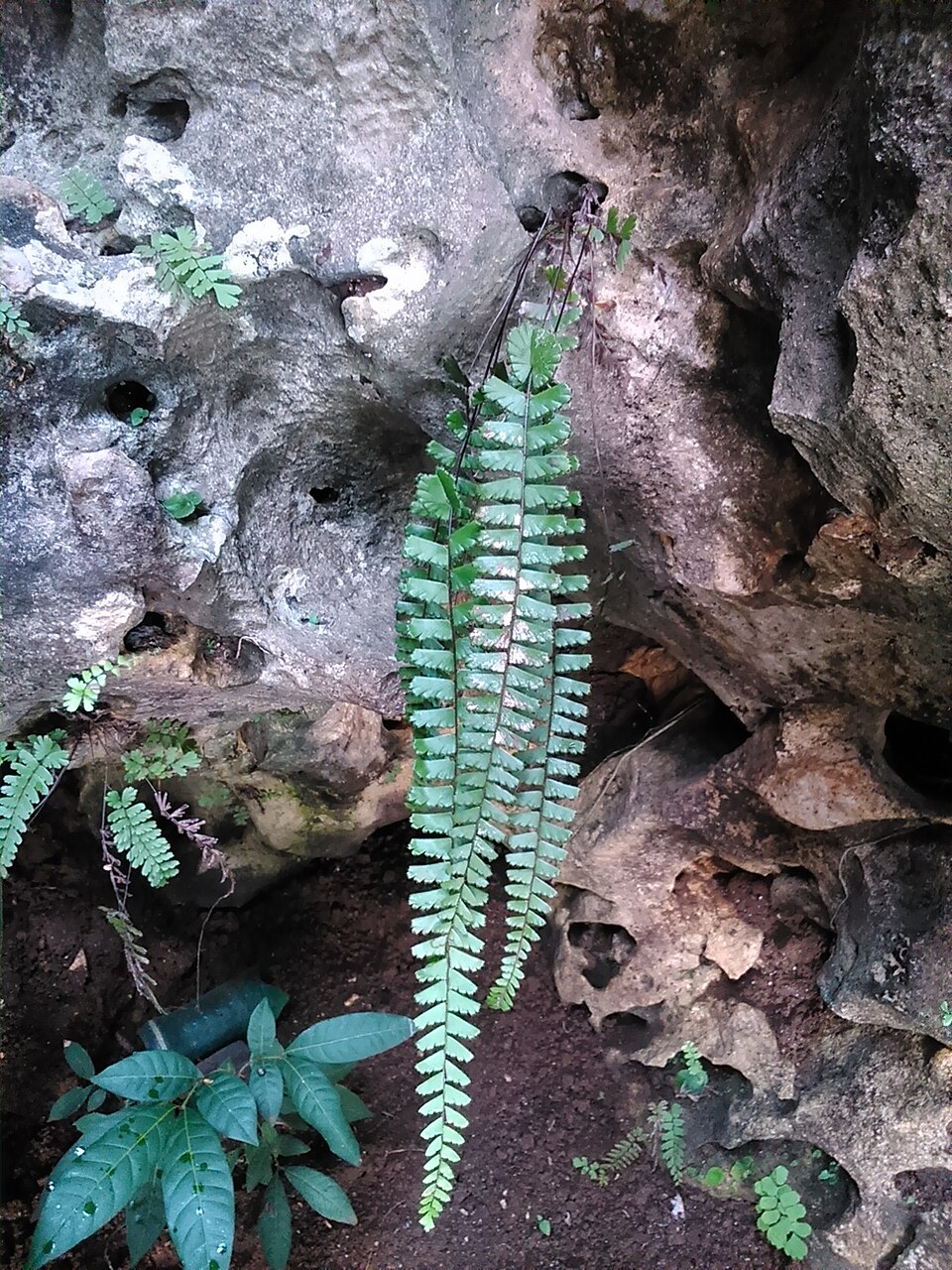 Adiantum zollingeri: An Adiantum , grows on limestone at Gong Cave, Donorojo, Pacitan, East Java, part of Sewu Mountain Range. Probably A. zollingeri Mett. ex Kuhn (as opposite to A