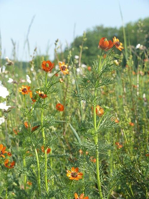 Summer pheasant's eye: Adonis aestivalis , Tauberland