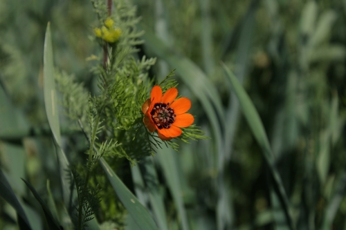 Summer pheasant's eye (Adonis aestivalis)
