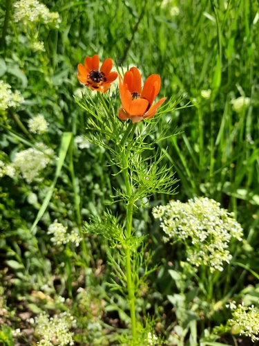 Summer pheasant's eye (Adonis aestivalis)