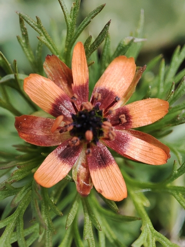 Summer pheasant's eye (Adonis aestivalis)