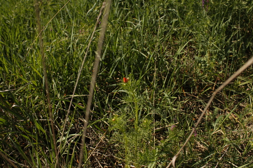 Summer pheasant's eye (Adonis aestivalis)