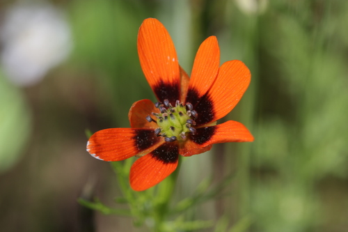 Summer pheasant's eye (Adonis aestivalis)