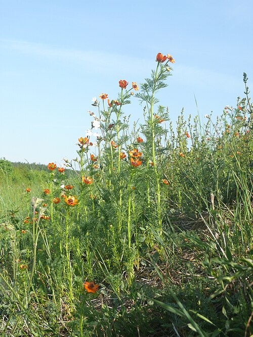 Summer pheasant's eye: Adonis aestivalis , Tauberland