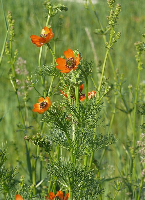 Summer pheasant's eye: Adonis aestivalis , Tauberland