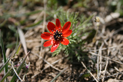 Summer pheasant's eye (Adonis aestivalis)