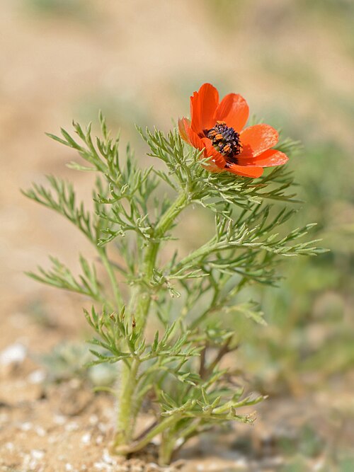 Summer pheasant's eye: Adonis aestivalis L., Arad Valley, Israel, March 26, 2012.