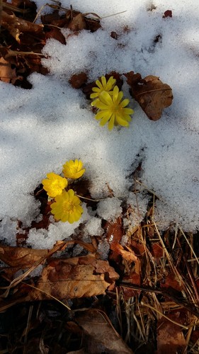 Adonis amurensis (Adonis amurensis)