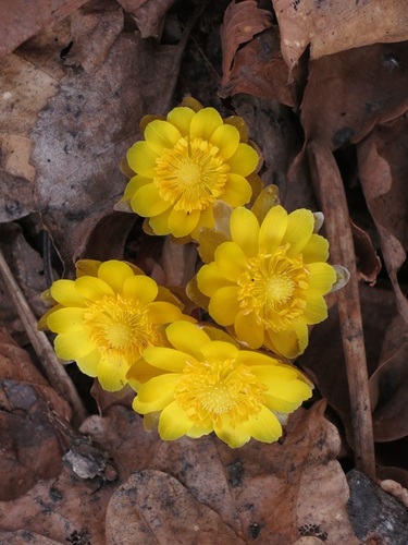Adonis amurensis (Adonis amurensis)