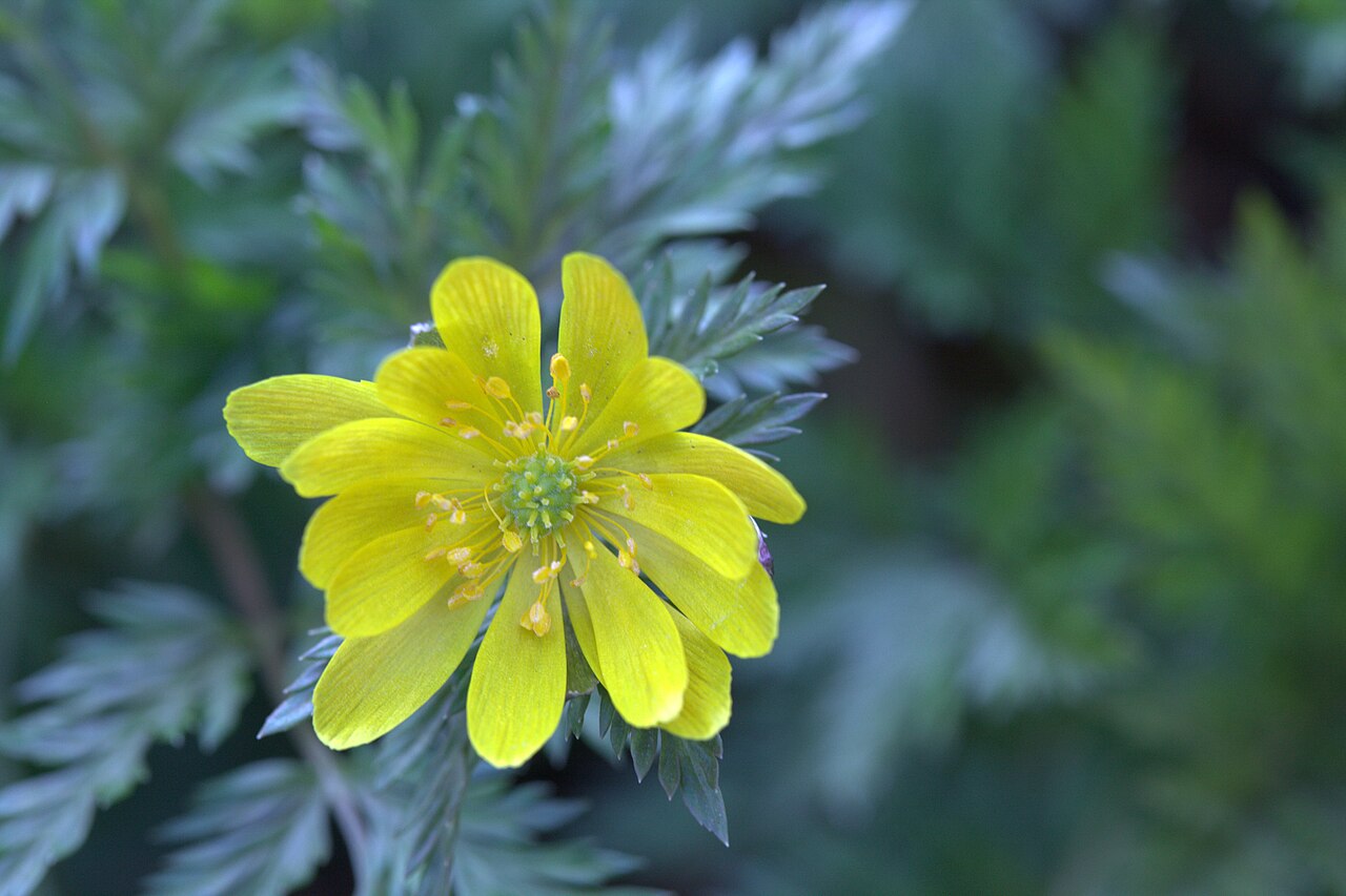 Adonis amurensis: Photo of Adonis amurensis at the botanical garden in Gothenburg (in Perennträdgården near Pinetet). Specimen id: 1992-2465 p G Plant collected in 1900 from a ga