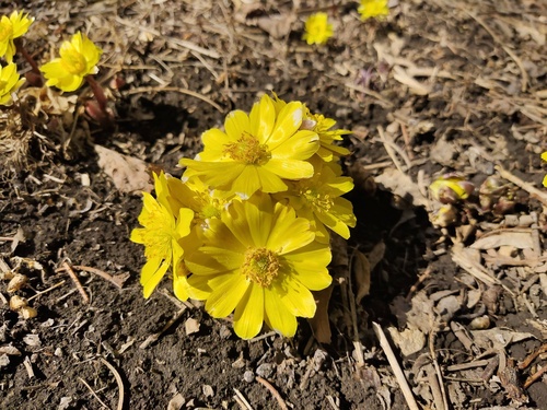 Adonis amurensis (Adonis amurensis)