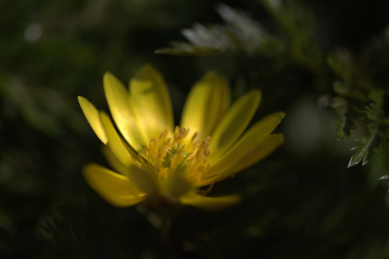 Adonis amurensis: Photo of Adonis amurensis at the botanical garden in Gothenburg (in Perennträdgården near the restaurant). Specimen id: 1900-3990 p G Plant collected in 1900 fr