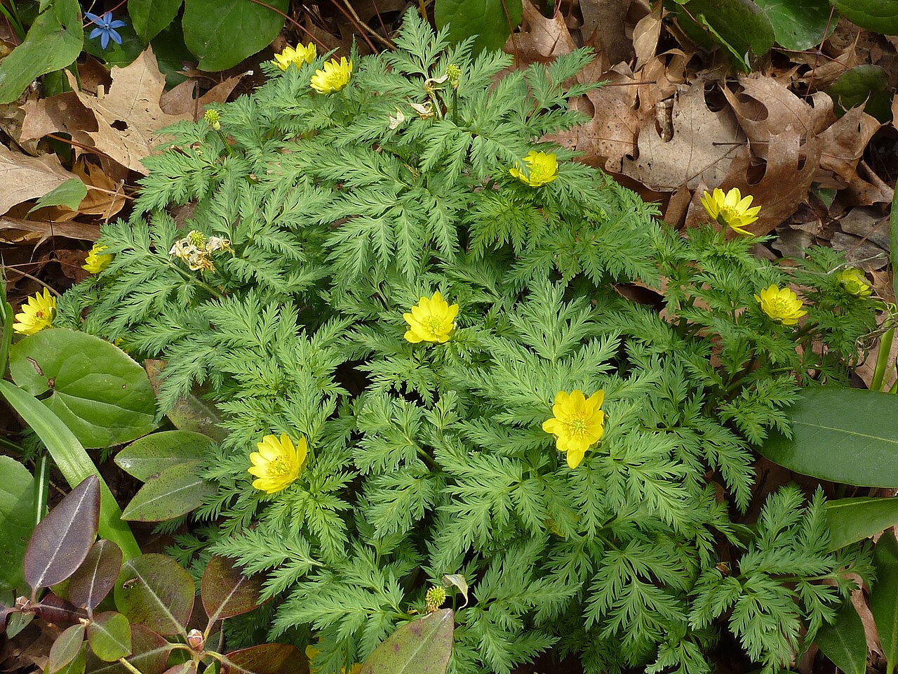 Adonis amurensis: Adonis amurensis in the garden of botanist Robert R. Kowal, Madison, Wisconsin.