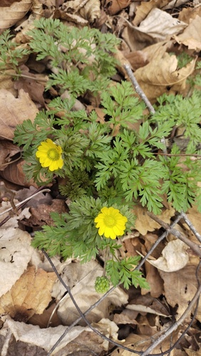 Adonis amurensis (Adonis amurensis)