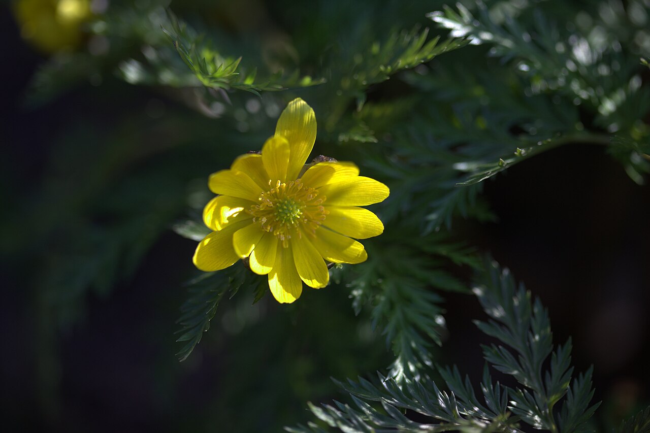 Adonis amurensis: Photo of Adonis amurensis at the botanical garden in Gothenburg (in Perennträdgården near the restaurant). Specimen id: 1900-3990 p G Plant collected in 1900 fr