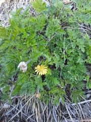 Adonis amurensis (Adonis amurensis)