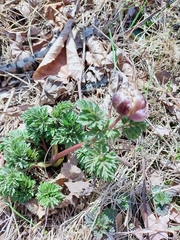 Adonis amurensis (Adonis amurensis)