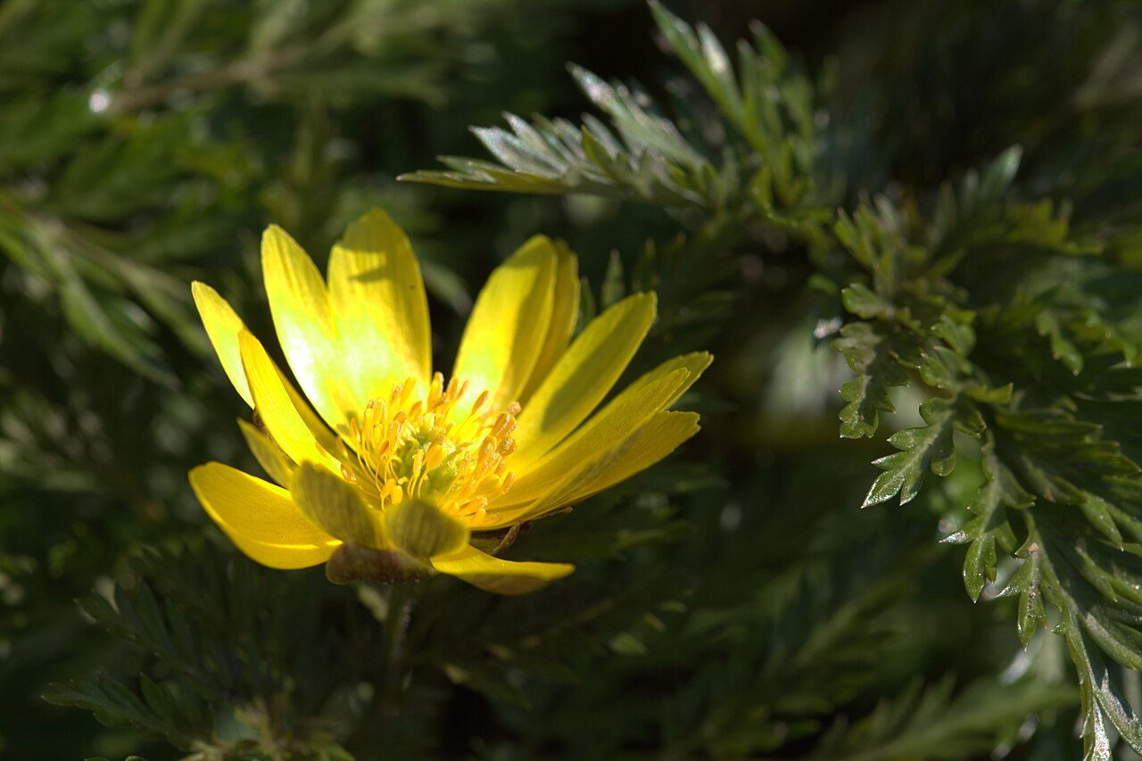 Adonis amurensis: Photo of Adonis amurensis at the botanical garden in Gothenburg (in Perennträdgården near the restaurant). Specimen id: 1900-3990 p G Plant collected in 1900 fr