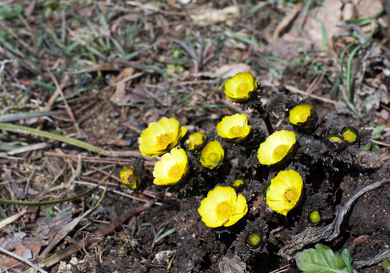 Adonis amurensis: Adonis amurensis at Anguksaji temple site in Dangjin, Korea