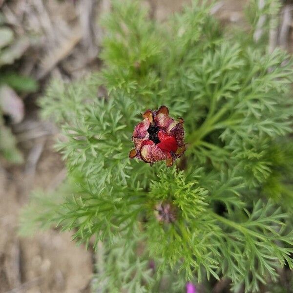 Blooddrops (Adonis annua)