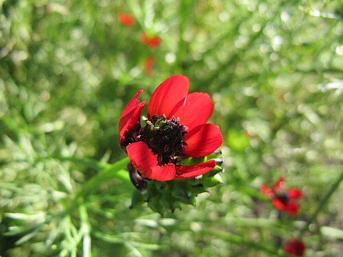 Blooddrops: Adonis annua flower