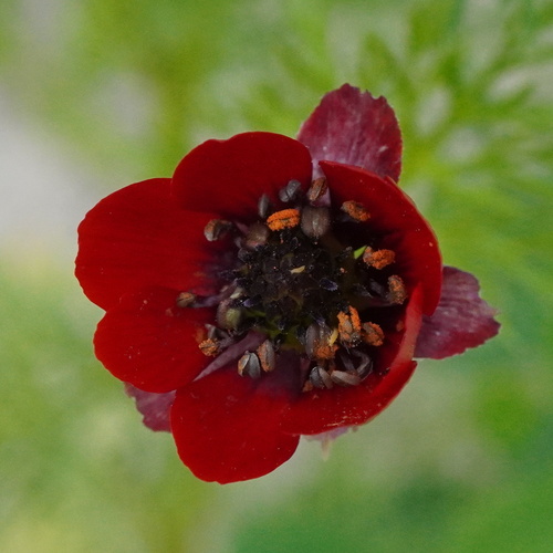 Blooddrops (Adonis annua)