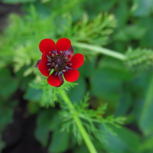 Blooddrops (Adonis annua)