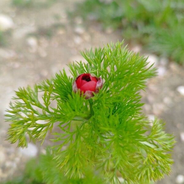 Blooddrops (Adonis annua)