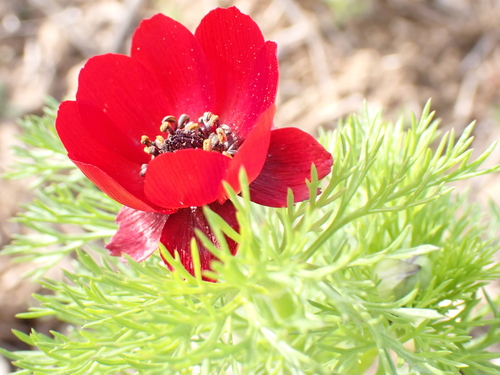 Blooddrops (Adonis annua)