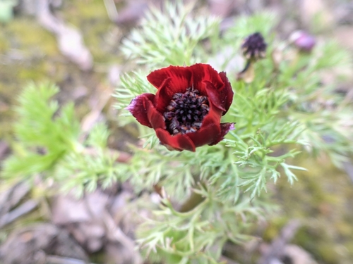 Blooddrops (Adonis annua)