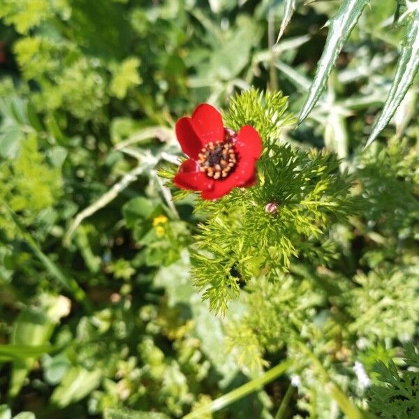 Blooddrops (Adonis annua)