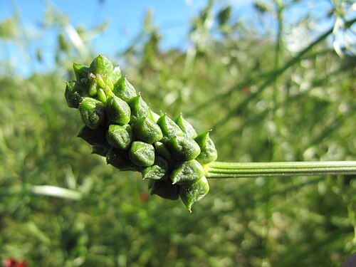 Blooddrops: Adonis annua fruits