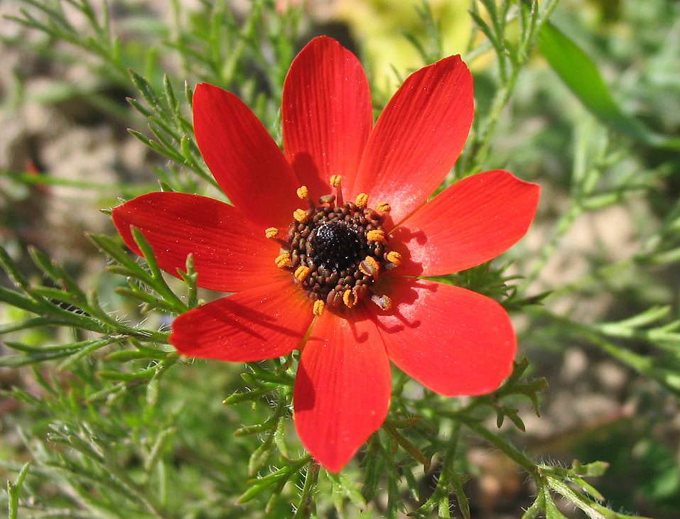 Blooddrops (Adonis annua)