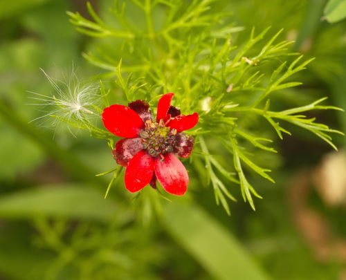Blooddrops (Adonis annua)