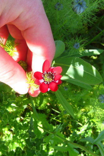 Blooddrops (Adonis annua)