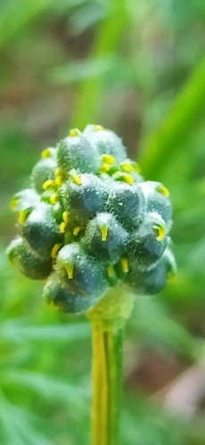 Adonis apennina (Adonis apennina)