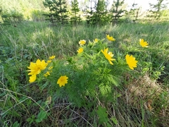Adonis apennina (Adonis apennina)