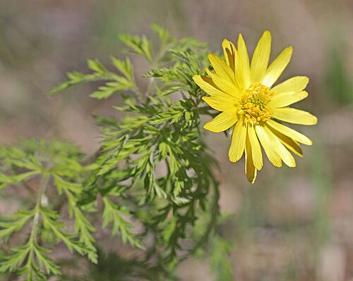 Adonis apennina: Adonis sibirica