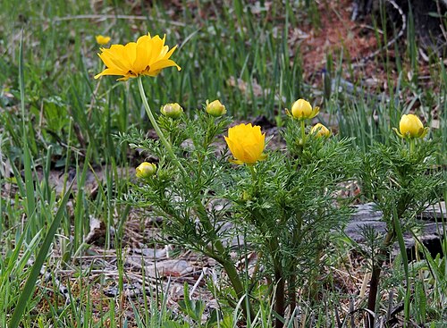 Adonis apennina: Адонис сибирский, Усть-Канский р-н, республика Алтай, Россия
