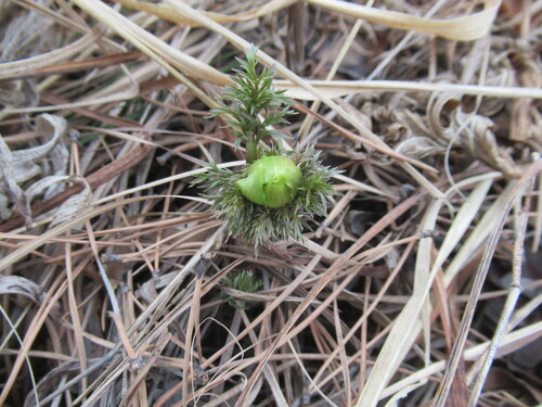 Adonis apennina (Adonis apennina)