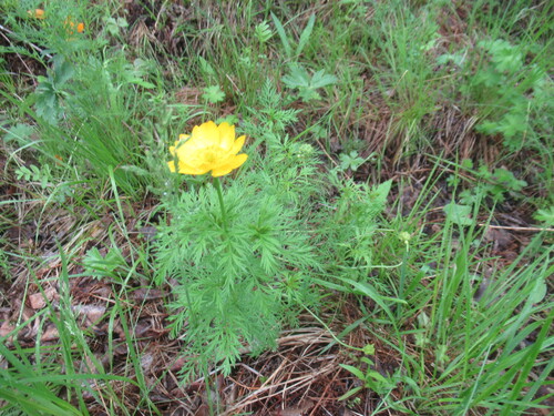 Adonis apennina (Adonis apennina)